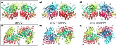 Can ERAP1 and ERAP2 Form Functional Heterodimers? A Structural Dynamics Investigation